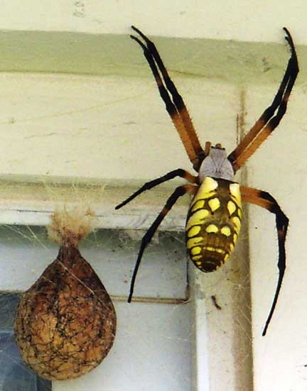 argiope_eggsac_kevin.jpg