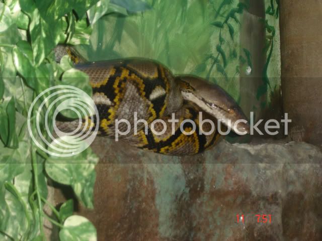 Female-reticulated-python-1.jpg