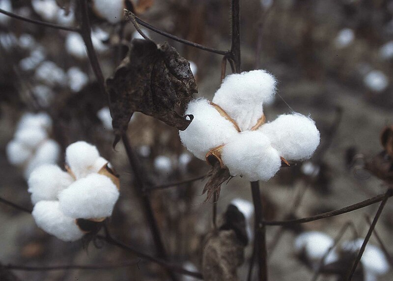 800px-CottonPlant.JPG