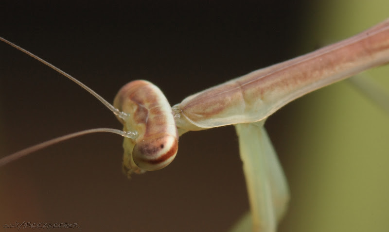 %238%20Tenodera%20Sinensis%20L3_2.jpg