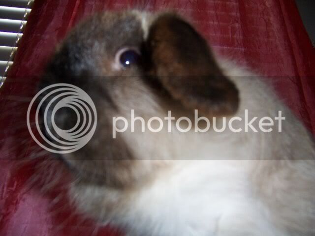rabbits6-2005012small.jpg