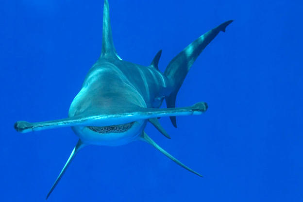 hammerhead-sharks-pictures1.jpg