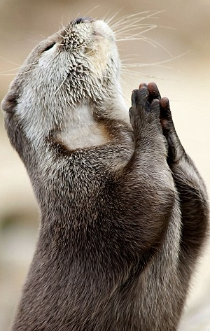 praying-otter-caters-news-agency.png