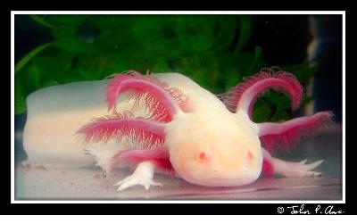 albino-salamander-axolotl-b.jpg