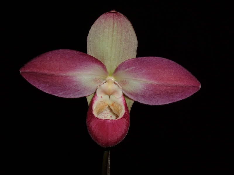 OrchidPictures2011-1.jpg