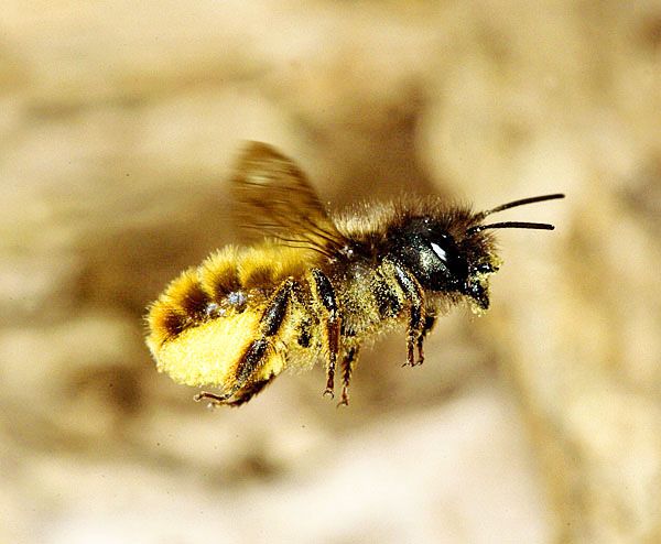 Osmia-bicornis-pollen-flight.jpg