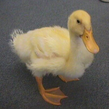 duck.jpeg