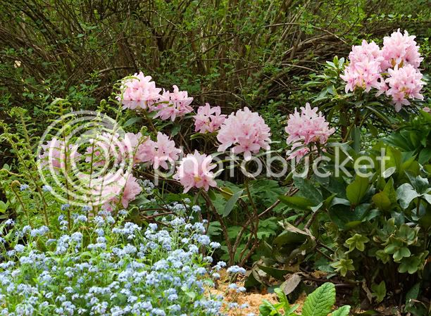 Rhododendronvernus_web.jpg