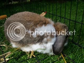 Rabbit006-1.jpg