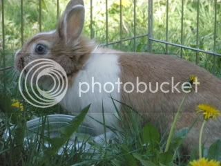 bunnies012-1.jpg