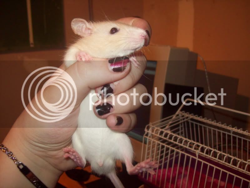 Rats022.jpg
