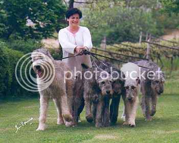 irishwolfhounds.jpg