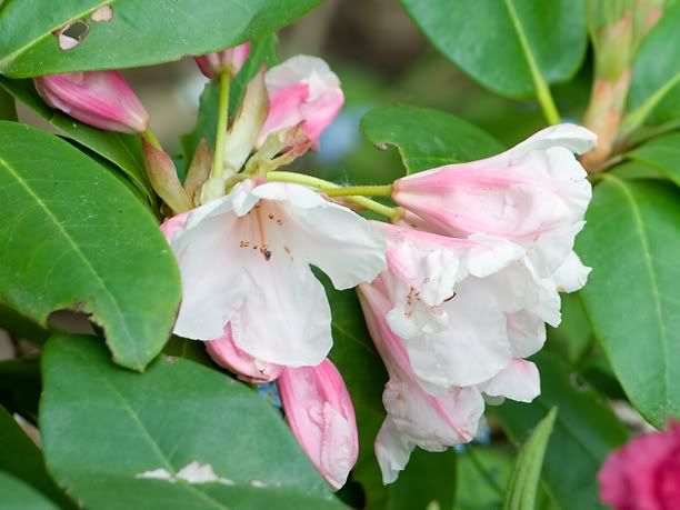 RhododendronTennesseeweb.jpg