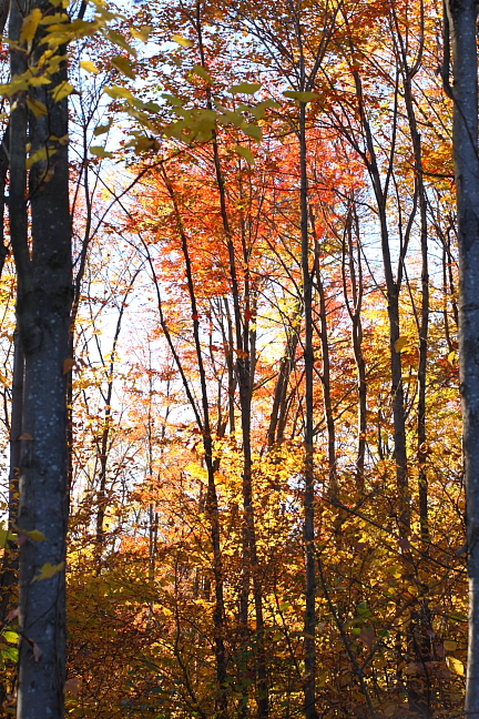 fallcolor1010v.JPG