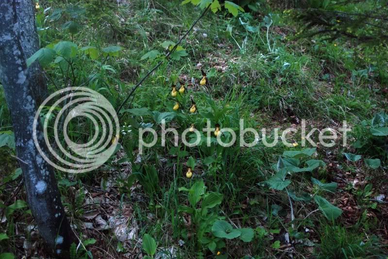 2011-05-30NiederhauserTalCypripediumcalceolusd.jpg