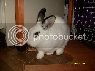 bunbun035-1.jpg