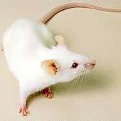 white-mouse.jpg