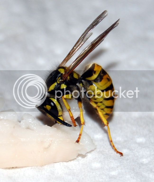 Wasp-with-fat.jpg