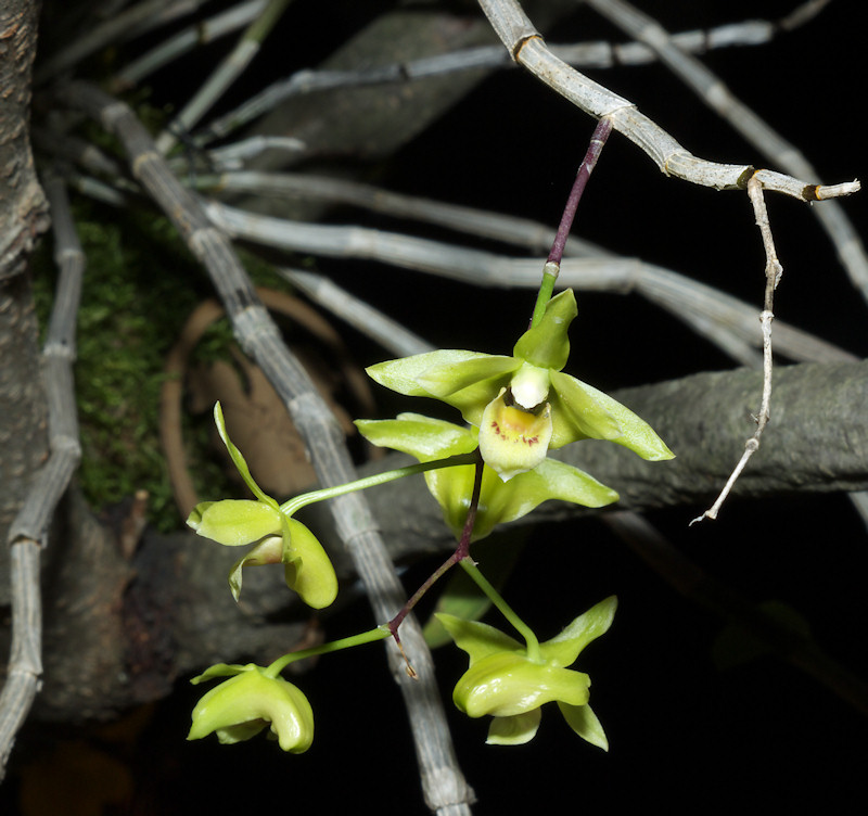 Dendrobium%20catenatum.jpg