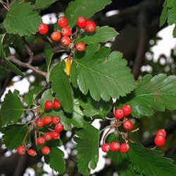 swedish-whitebeam-tree-sorbus-intermedia-117.jpg