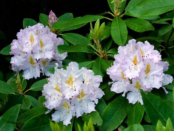 RhododendronIceCube2_web.jpg