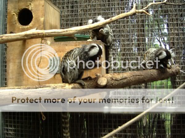 MARMOSETS2.jpg