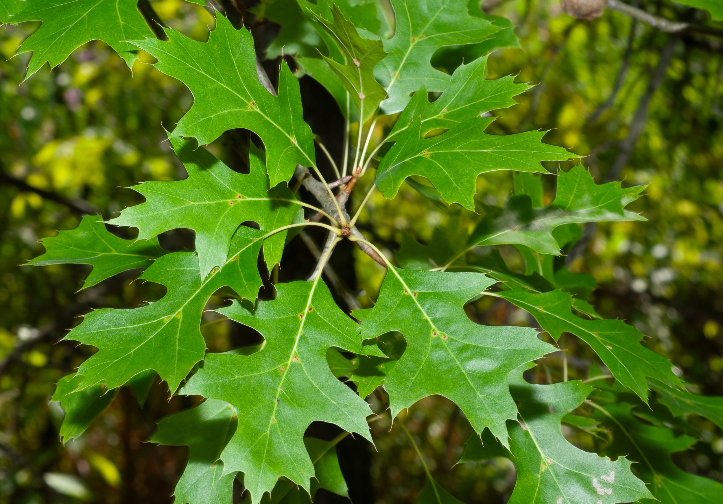 Quercus_rubra-15783C6C1A.jpg