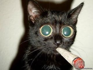 stoned-cat.jpg