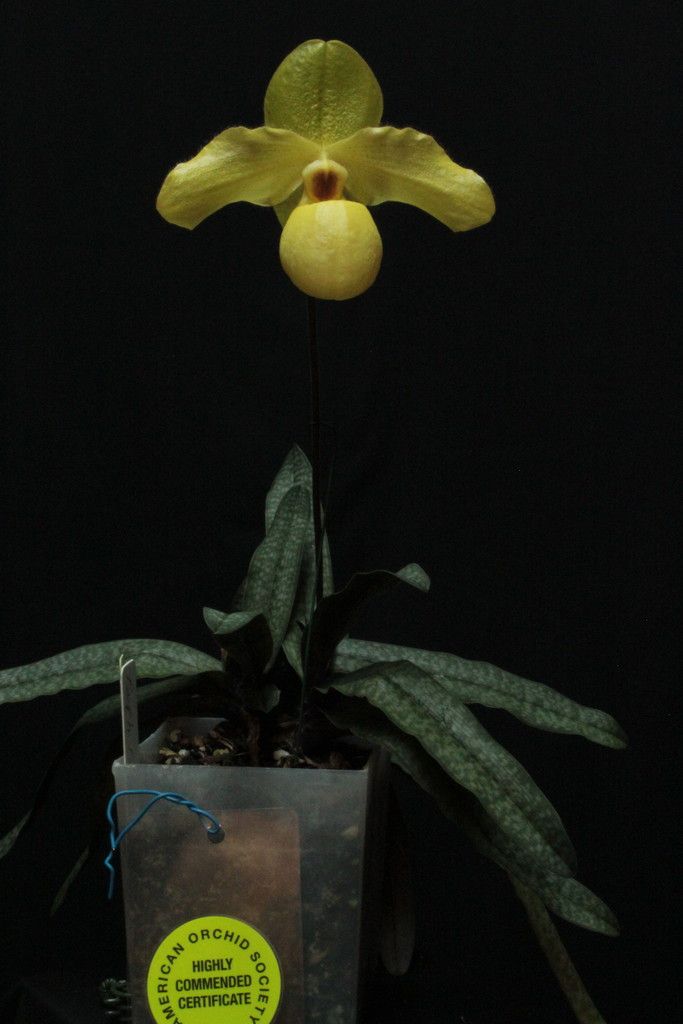 Paph%20Pedros%20Moon1%20Calvins_zpss1hcudii.jpg