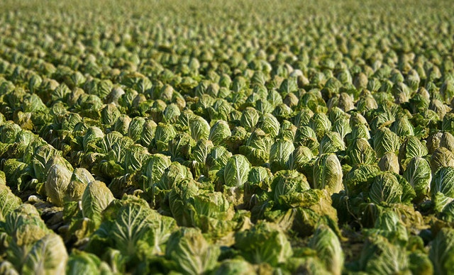 Chinese-cabbage.jpg