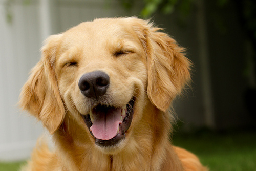 yes-dogs-smile.jpg