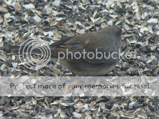 junco198Small.jpg