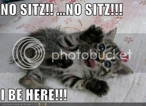 funny-pictures-kitten-begs-you-not-to-sit-on-him.jpg