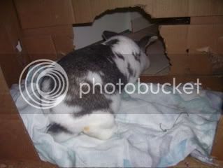 Bunnypictures-Leanne019.jpg