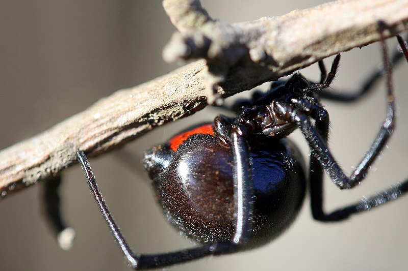 800px-Black_Widow_Spider_California.jpg