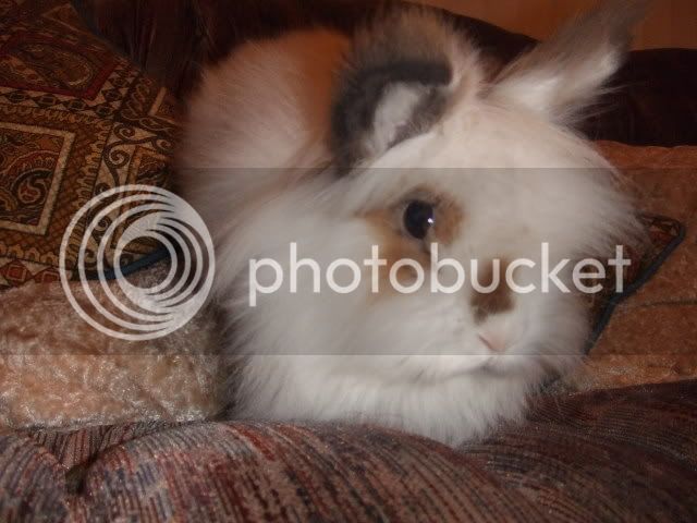 2008_0110bunnyshoot0131.jpg