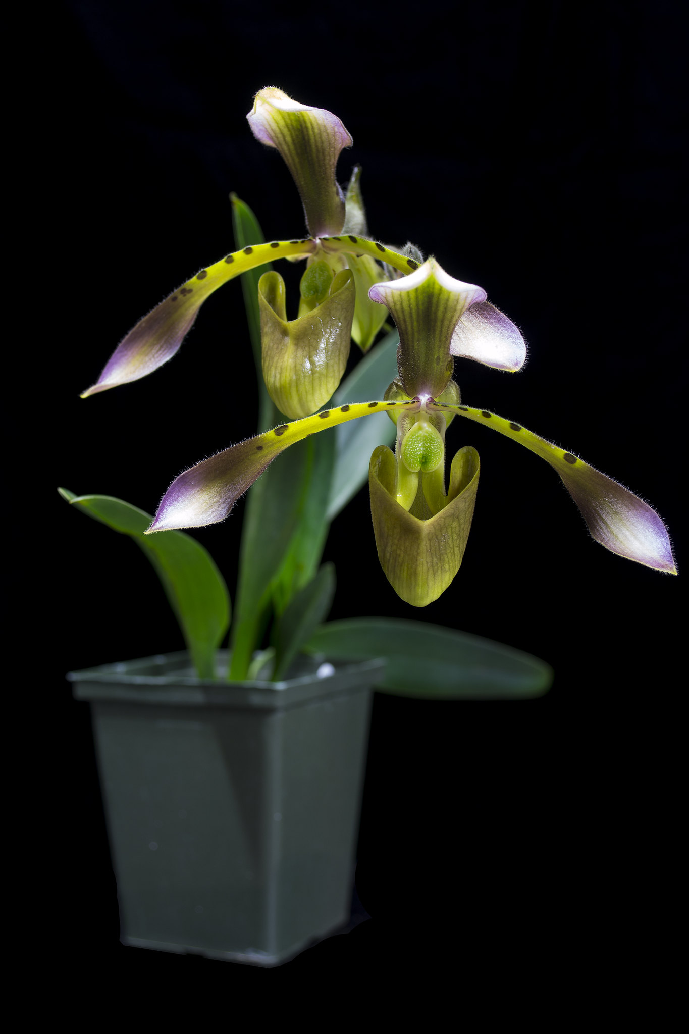 セール低価 ヤフオク! - Paph.haynaldianum thinfilmtech.net