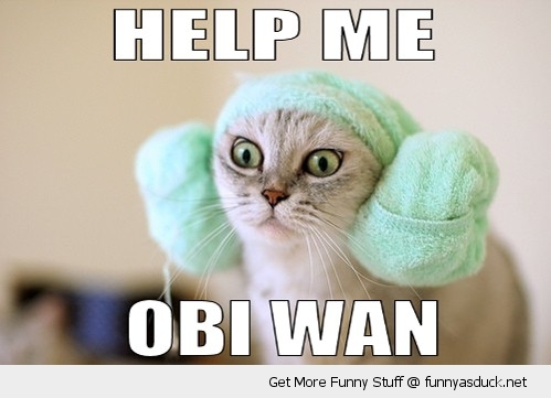 funny-princess-leah-cat-help-me-obi-wan-pics1.jpg