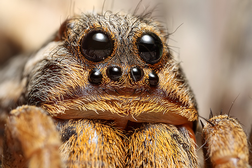 wolf-spider-facts1.jpg