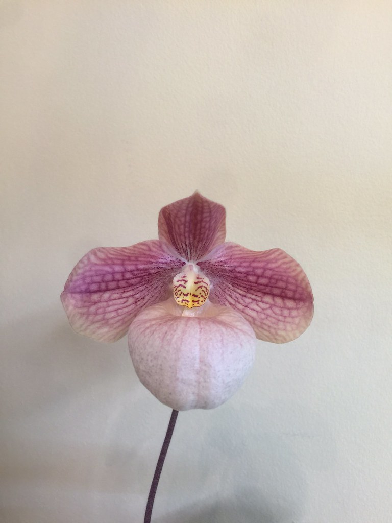 paph. Liberty Taiwan | Slippertalk Orchid Forum