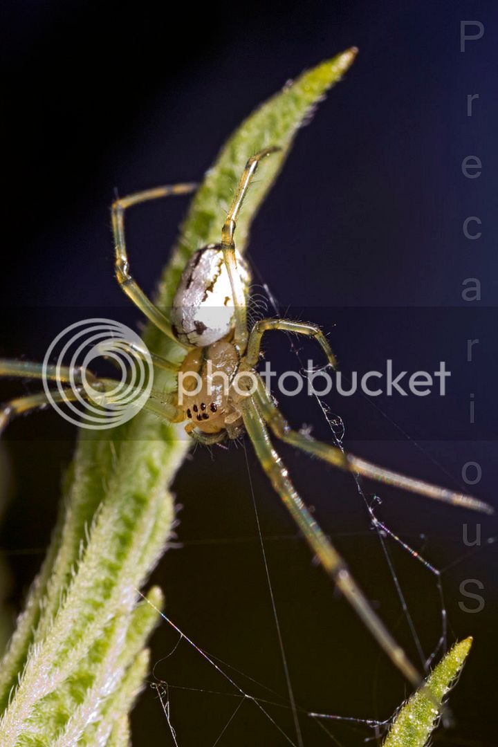 Spider_1820-sm.jpg