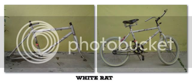 white-rat.jpg