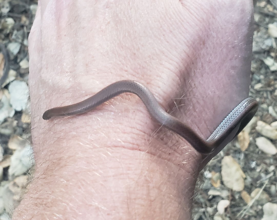 80-western_black_headed_snake_i_1c4b655bd39d8ef4bb1fb65a9287053d6e3659f2.jpg