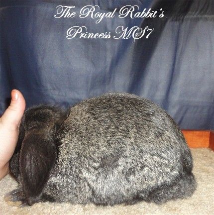 TheRoyalRabbitsPrincessMS7side_zpsbf500683.jpg