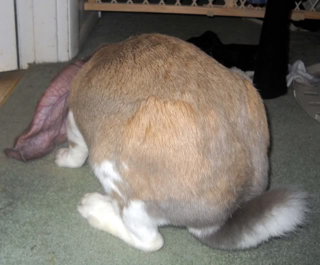 DaisyMaebunnybutt3-13-11.jpg