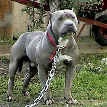 how-to-breed-a-Pit-Bull.jpeg