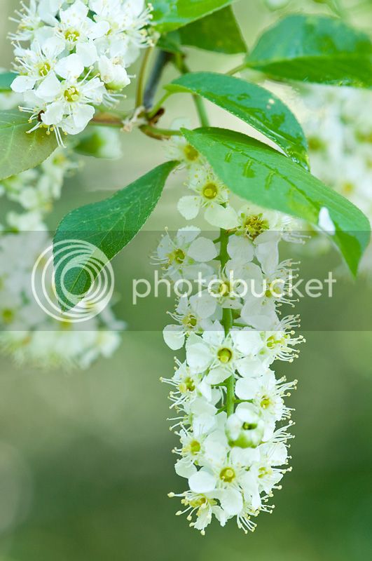 Prunusvirginiana_web.jpg