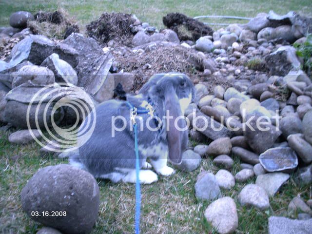 Bunnies3-16-08Outsidefun045.jpg