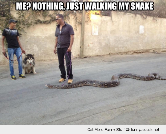 funny-man-walking-snake-pics.jpg