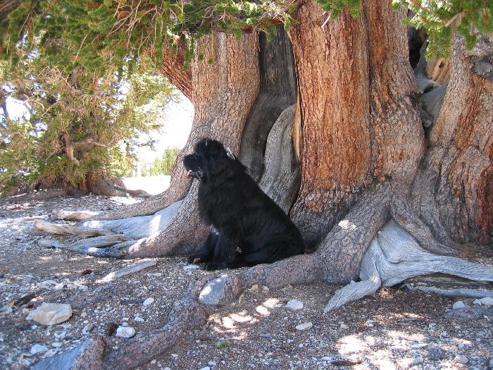 Brutus at the Patriarch Tree, Bristlecone Pine NF, California.jpg
